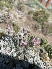 Astragalus austiniae