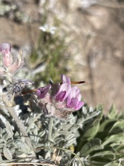 Astragalus austiniae