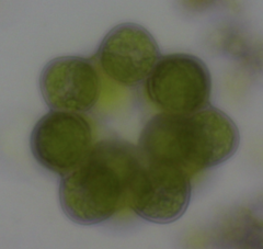 Coelastrum pseudomicroporum