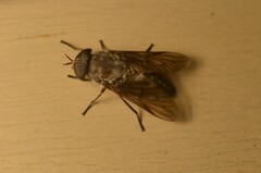 Tabanus catenatus