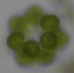 Coelastrum pseudomicroporum