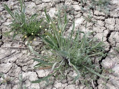 Plantago cunninghamii