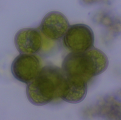 Coelastrum pseudomicroporum
