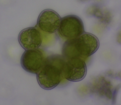 Coelastrum pseudomicroporum