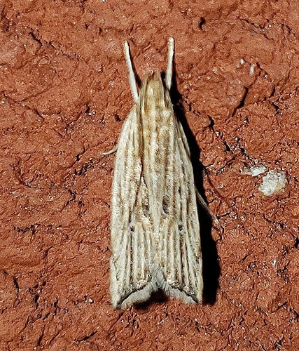 Lanceolate Moth photo 4