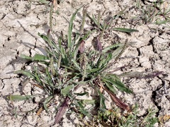 Plantago cunninghamii