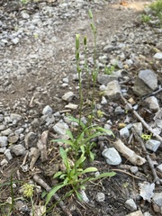 Silene invisa