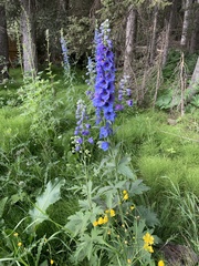 Delphinium cultorum