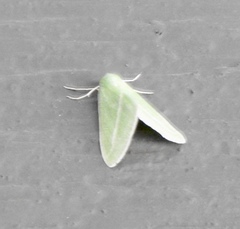 Chlorosea margaretaria