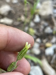 Silene invisa