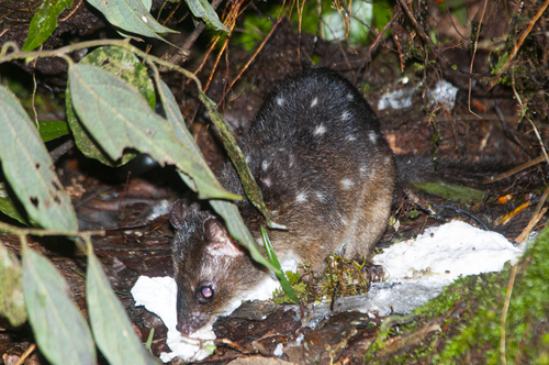 New Guinean Quoll (Dasyurus albopunctatus) — Near Threatened Mammalia