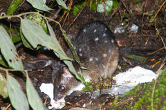 New Guinean Quoll photo 1