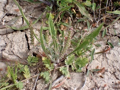 Plantago cunninghamii