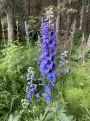 Delphinium cultorum