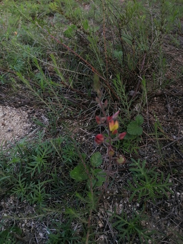 Krameria revoluta (Krameria revoluta)
