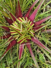 Saussurea stella