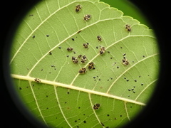 Corythucha juglandis