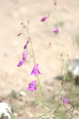 Penstemon amphorellae