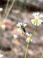 Stenostrophia tribalteata