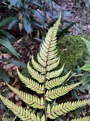 Dryopteris sordidipes