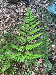 Dryopteris sordidipes