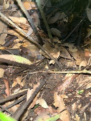 Dryopteris sordidipes