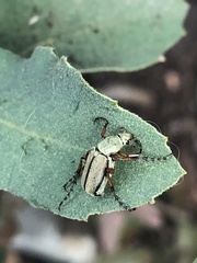 Macrodactylus uniformis