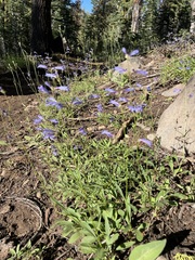 Penstemon gracilentus