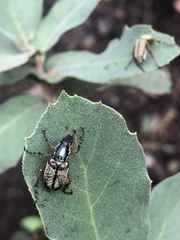 Macrodactylus uniformis