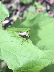 Macrodactylus uniformis