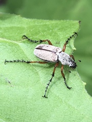 Macrodactylus uniformis