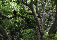 Buteogallus anthracinus