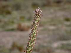 Plantago cunninghamii