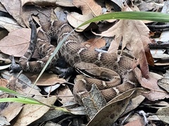 Crotalus willardi willardi