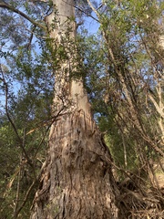 Eucalyptus pulchella