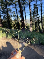 Eriogonum spergulinum
