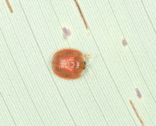 Spaethiella image