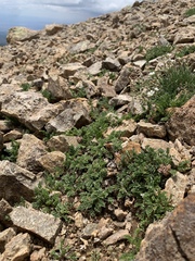 Cymopterus bakeri