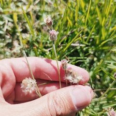 Tridax mexicana