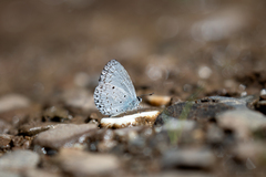 Celastrina algernoni