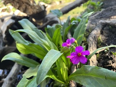 Primula parryi
