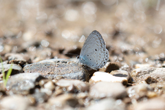 Celastrina algernoni