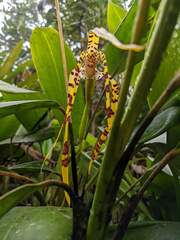 Maxillaria speciosa