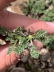 Cymopterus bakeri