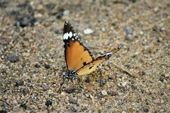 Danaus chrysippus