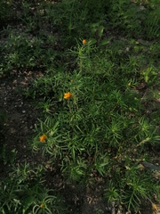 Melampodium linearilobum