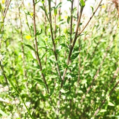 Heterotheca inuloides