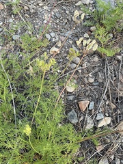 Cymopterus terebinthinus californicus