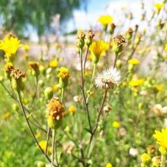 Heterotheca inuloides