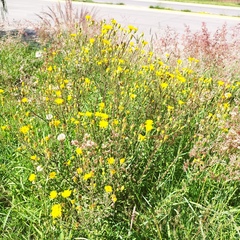 Heterotheca inuloides